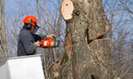 Tree Removal in Easton PA