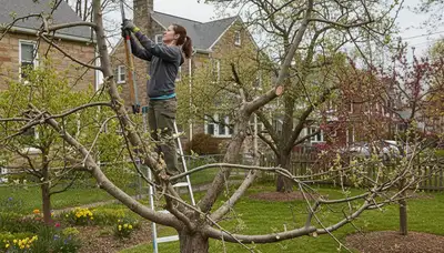 Arborist pruning fruit tree with loppers in Easton, PA backyard orchard for healthy growth and yield.