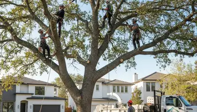 Arborist pruning maple tree branches in Easton, PA for expert tree care and healthier growth