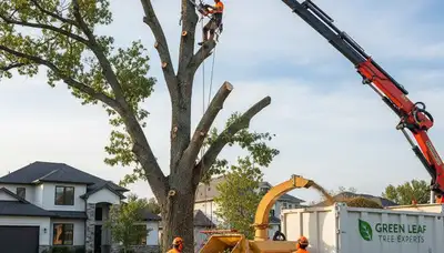Professional tree removal crew cutting large oak in Easton, PA for safe property clearance