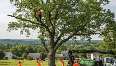 Professional tree removal service in Easton PA safely clearing trees for residential properties