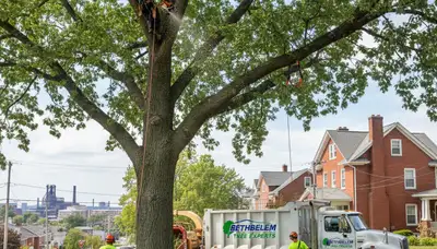 Professional tree removal service crew working safely in Easton, PA residential yard