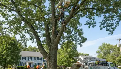 Professional tree removal service in Easton PA safely cutting and clearing large residential trees