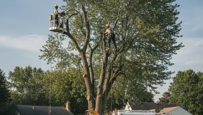 Professional tree removal service in Easton PA by certified arborists at eastontreeservice.com