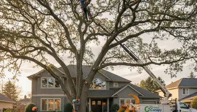 Arborist trimming oak tree branches in Easton, PA for safe, healthy growth and expert crown care