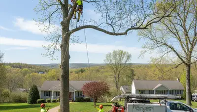Professional tree removal service in Easton PA safely clearing large oak near residential property