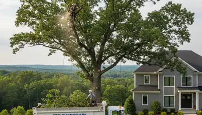 Professional tree removal experts serving residential properties in Easton, PA