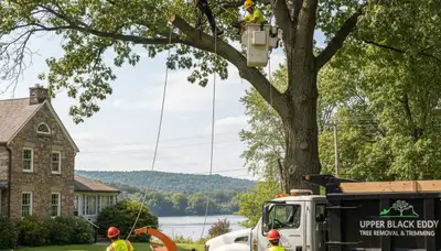 Professional tree removal service in Easton PA safely cutting and clearing large residential trees