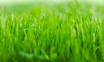 Lawn Service in Easton PA Lawn Care in Easton PA Lawn Mowing in Easton PA Lawn Professionals in Easton PA